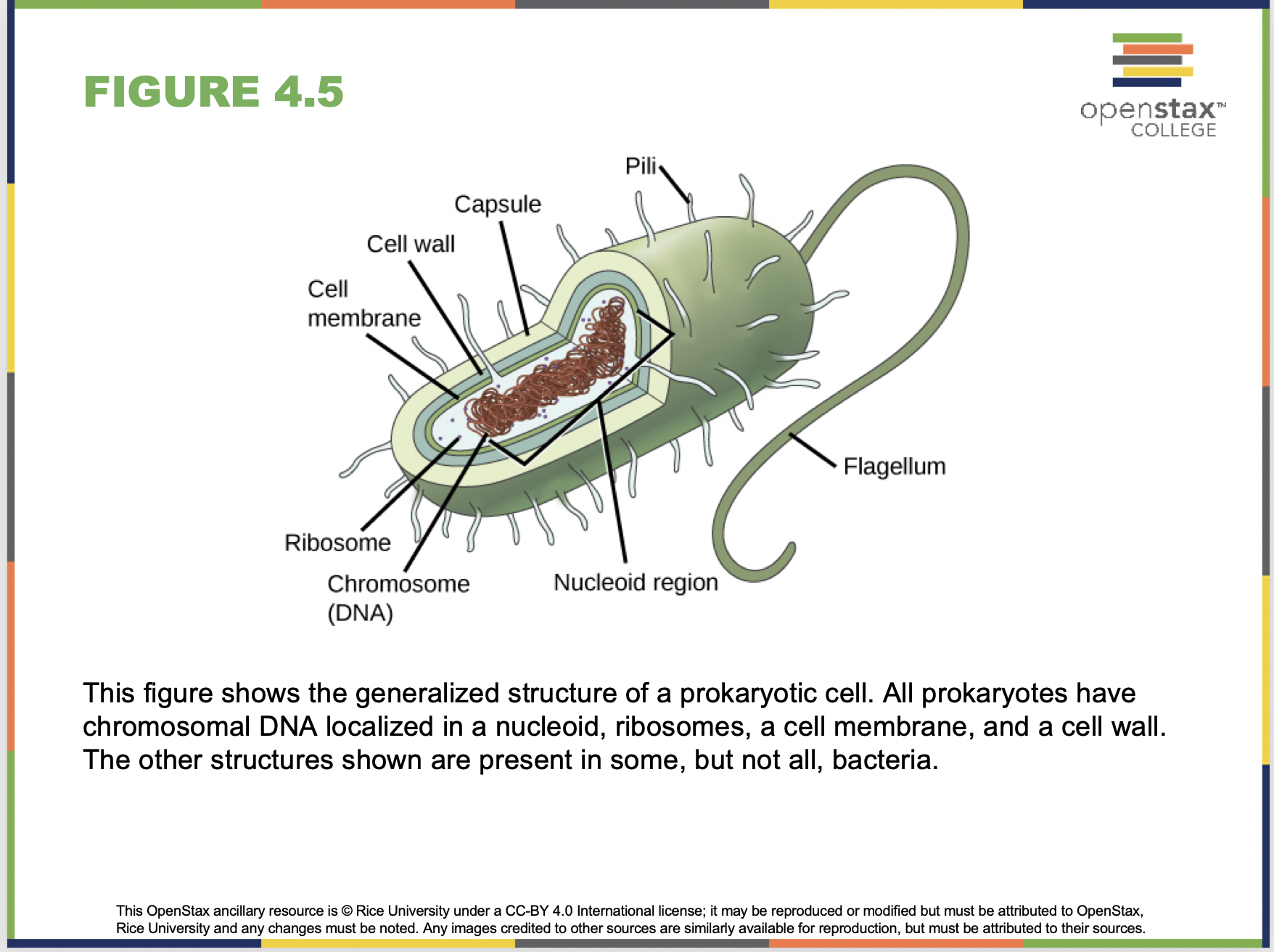 Cell Structure Slide