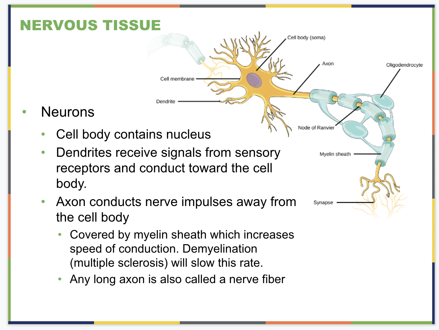 Nervous System Slide