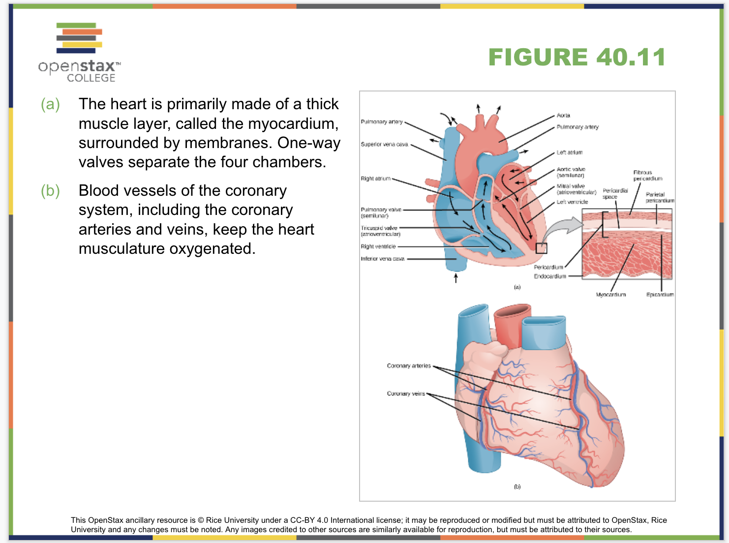 Circulatory System Slide 