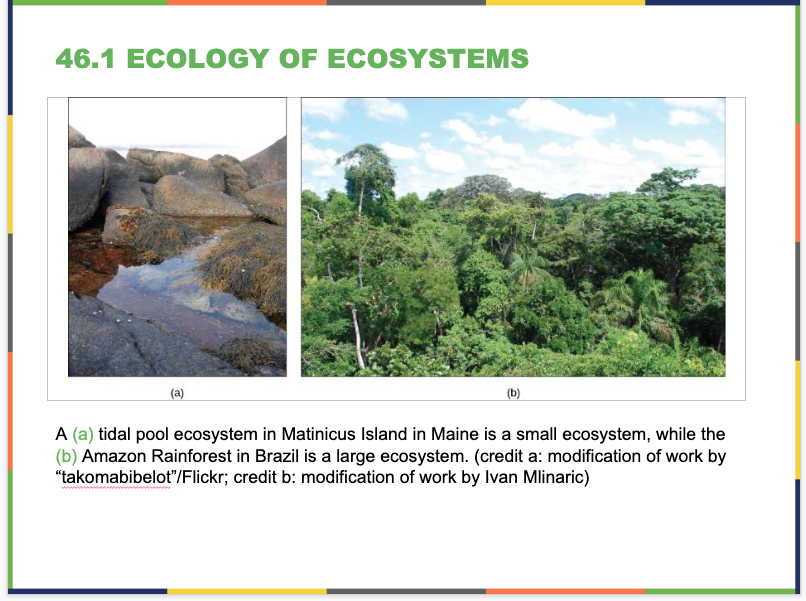 Ecosystems Slide 